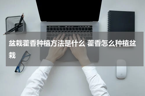 盆栽藿香种植方法是什么 藿香怎么种植盆栽