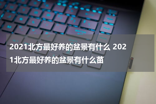 2021北方最好养的盆景有什么 2021北方最好养的盆景有什么苗