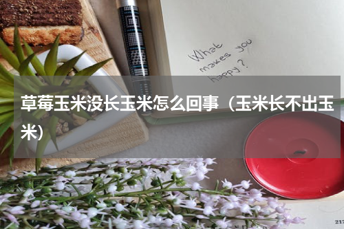 草莓玉米没长玉米怎么回事（玉米长不出玉米）