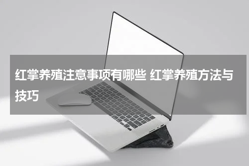 红掌养殖注意事项有哪些 红掌养殖方法与技巧