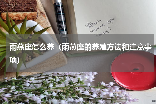 雨燕座怎么养（雨燕座的养殖方法和注意事项）