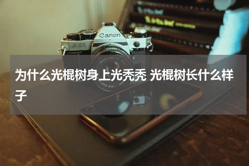 为什么光棍树身上光秃秃 光棍树长什么样子