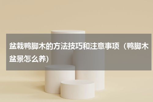 盆栽鸭脚木的方法技巧和注意事项(鸭脚木盆景怎么养)