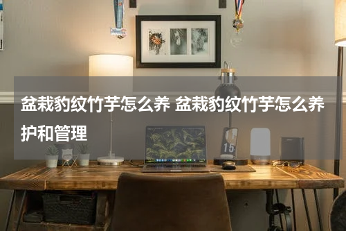 盆栽豹纹竹芋怎么养 盆栽豹纹竹芋怎么养护和管理