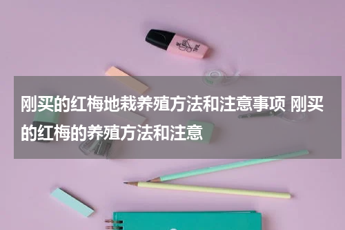 刚买的红梅地栽养殖方法和注意事项 刚买的红梅的养殖方法和注意