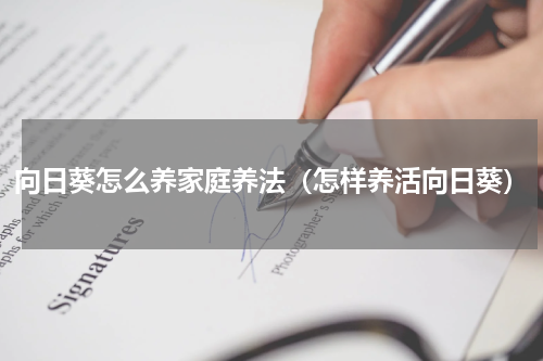 向日葵怎么养家庭养法（怎样养活向日葵）