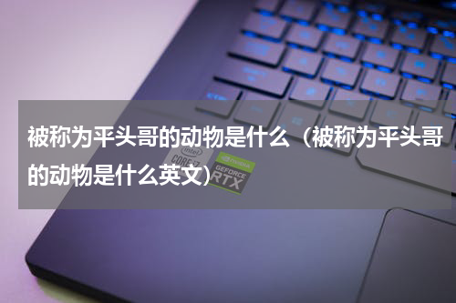 被称为平头哥的动物是什么(被称为平头哥的动物是什么英文)