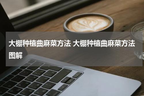 大棚种植曲麻菜方法 大棚种植曲麻菜方法图解