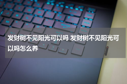发财树不见阳光可以吗 发财树不见阳光可以吗怎么养