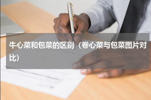 牛心菜和包菜的区别(卷心菜与包菜图片对比)