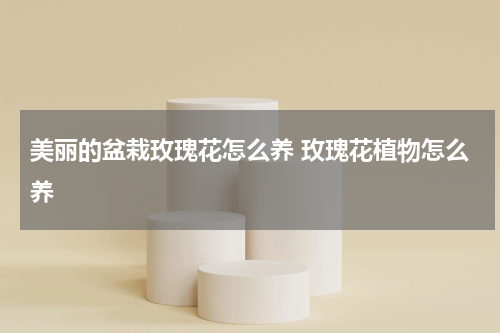 美丽的盆栽玫瑰花怎么养 玫瑰花植物怎么养