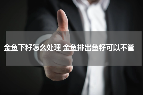 金鱼下籽怎么处理 金鱼排出鱼籽可以不管
