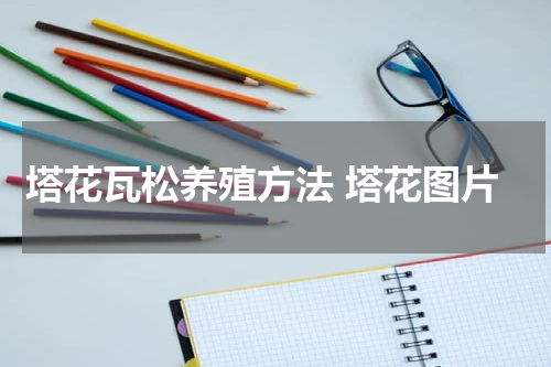 塔花瓦松养殖方法 塔花图片