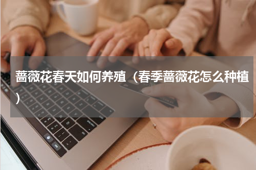 蔷薇花春天如何养殖(春季蔷薇花怎么种植)