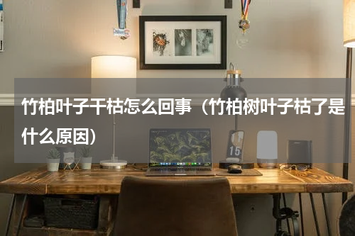 竹柏叶子干枯怎么回事（竹柏树叶子枯了是什么原因）