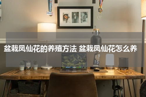 盆栽凤仙花的养殖方法 盆栽凤仙花怎么养