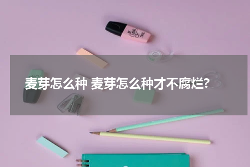 麦芽怎么种 麦芽怎么种才不腐烂?